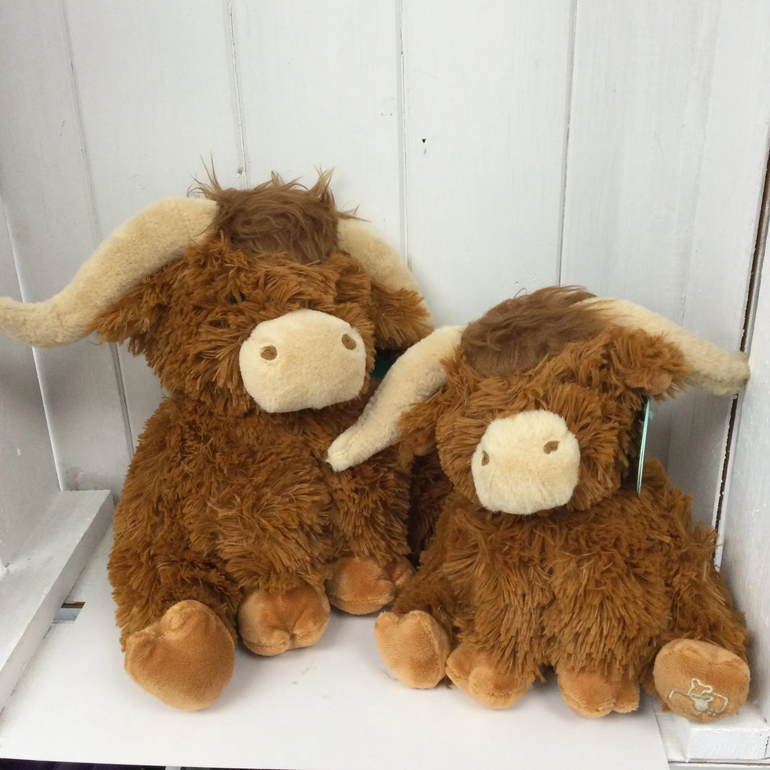 Highland Coo